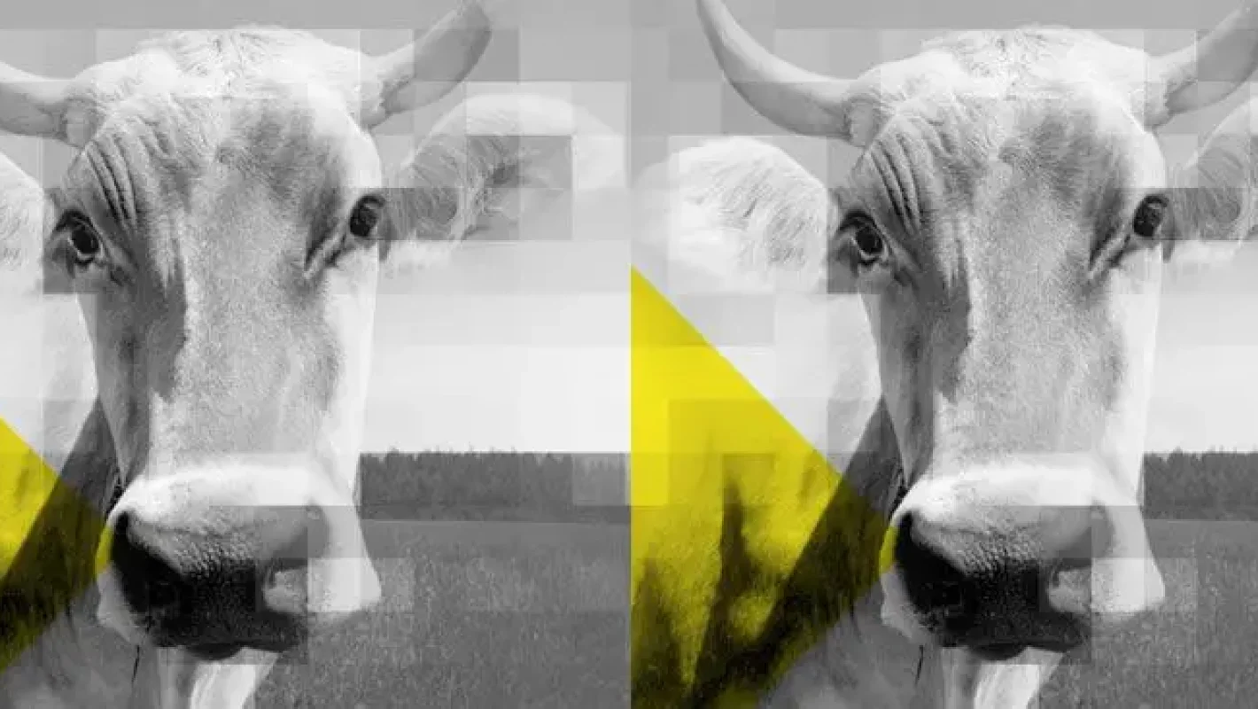 dmw_beef_header